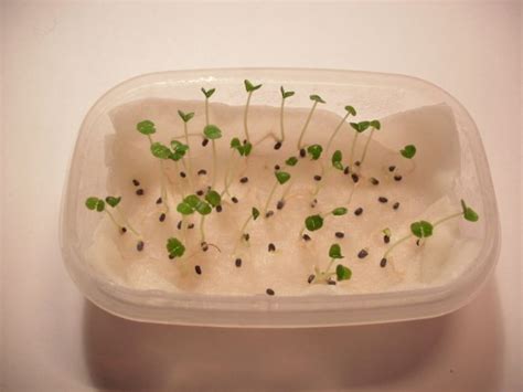 I tried sifting through the buds and squeezing them gently to loosen the seed but it was a very slow process. Chitting - not just for potatoes » Carl Legge