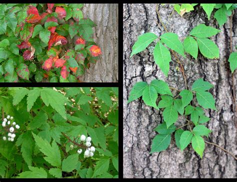 Avoid touching poison oak since the. Canebrake13 - Poisonous Plants