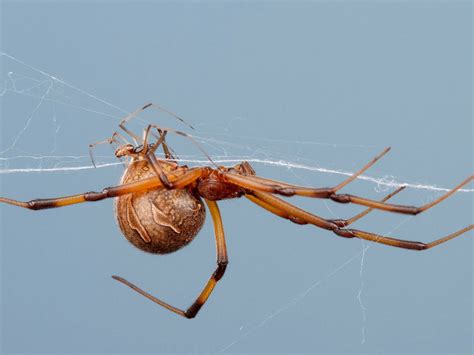 Male Brown Widow Spider Facts