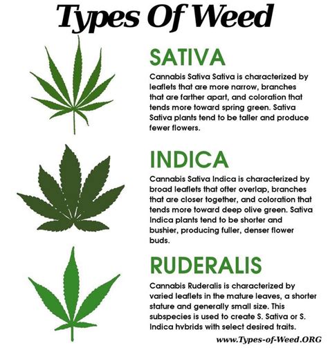 Different Types Of Cannabis Plants Bonza Blog