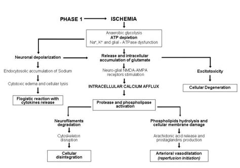 Pathogenesis Of Hypoxic Ischemic Cerebral Damage Potential Sequences
