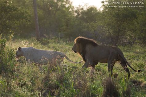 White Lioness Spotted Mating With Trilogy Male