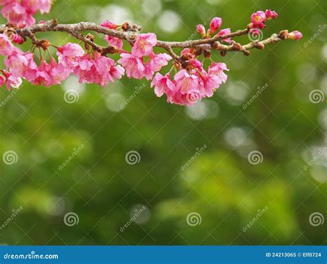 Pink Cherry Blossoms And Green Background Stock Image Image Of Branch
