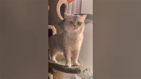 Meow Cash Tiktok Kucing Tiktok Viral Cute Cat Video Shorts Youtube