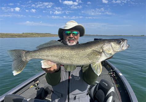All About The Walleyes At Fort Peck Montana Hunting And Fishing