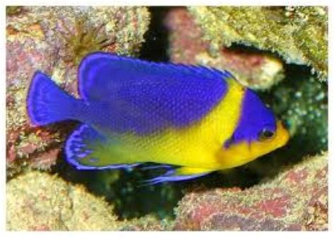 Purplemask Angelfish Information And Picture Sea Animals
