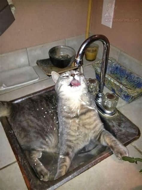 Funny Cat Drinking Water Crazy Cats Cats Cat Drinking