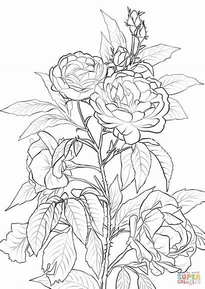 Coloring Rose Pages Roses Printable Flower Bush
