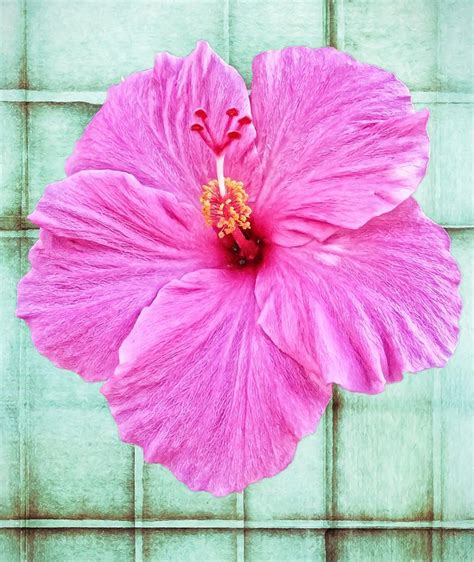 Hibiscus Squares Photograph By Alice Gipson Fine Art America