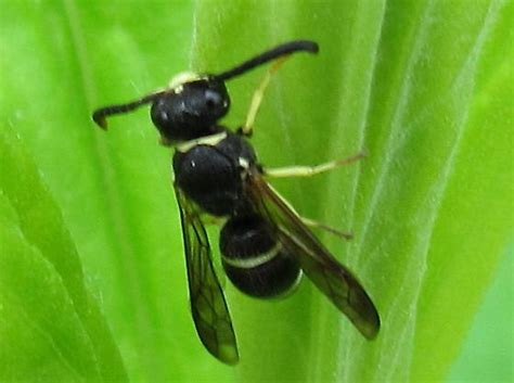 Small Black Wasp Ancistrocerus Bugguidenet