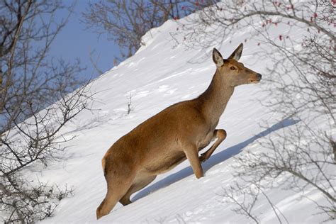 Femmina Di Cervo Cervus Elaphus Foto Immagini Animali Mammiferi