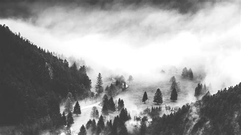Free Images Nature Forest Snow Winter Cloud Black And White Fog