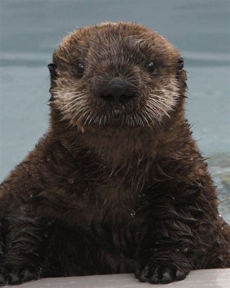 Asian otters are not federally illegal because they are not. This sea otter pup was rescued at California's Central ...