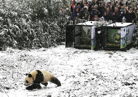 How To Help Captive Giant Pandas Return Into The Wild Cgtn