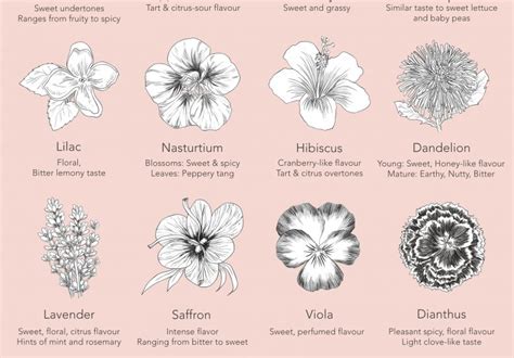Guide To Edible Flowers Collective Gen