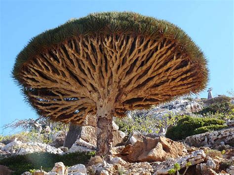 Inoltre i tedeschi decorano i loro alberi con uova colorate dando vita a vere e proprie piante pasquali che annunciano l'arrivo della primavera e la fine dell'inverno. Strane piante su un'isola sperduta che sembra un pianeta ...