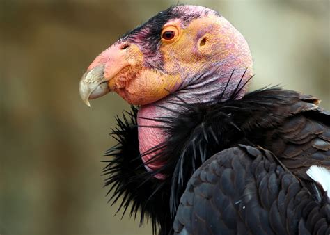Did you know california condors mate for life? California Condors not out of the woods | KALW