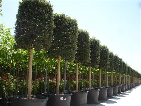 Add a few of our flowering evergreen trees! Tree Nursery - Evergreen Exterior Services Ltd