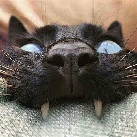16 Cat Noses Zoomed In That Are Too Cute To Ignore Cutesypooh Cute
