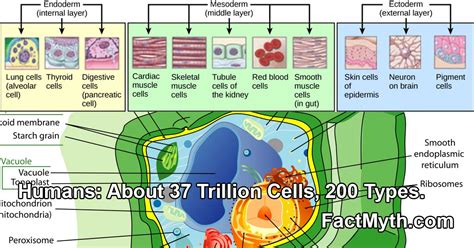 Humans Have Many Different Types Of Cells Fact Or Myth