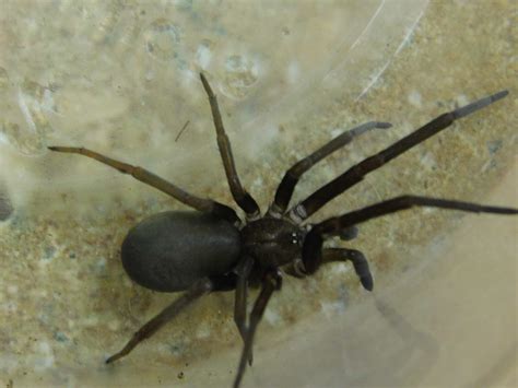Female Kukulcania Hibernalis Southern House Spider In Moseley