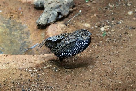 Montezuma Quail Cyrtonyx Montezumae Zoochat