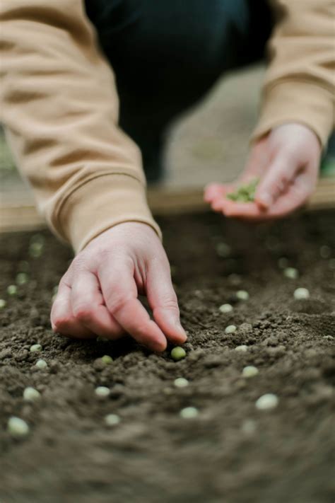 How To Plant A Garden Cover Crop With Field Peas This Fall