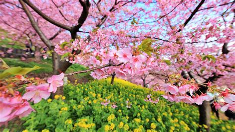 Cherry Blossom Japanese Cherry Tree Sakura Photo 37503995 Fanpop