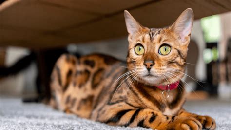 Bengal Cat Characteristics And Care