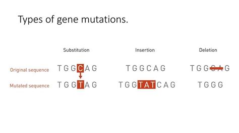 Types Of Genetic Mutations