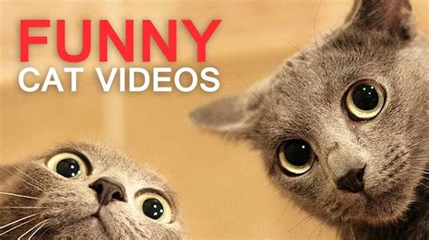 Cute And Funny Cat Videos 😹 Try Not To Laugh Memes Funny Cats Funny
