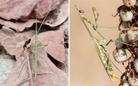 Stick Insect Vs Praying Mantis What Is The Difference Insectic