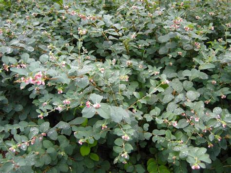 Symphoricarpos Or Pearl Snowberry A Rounded And Bushy Shrub With