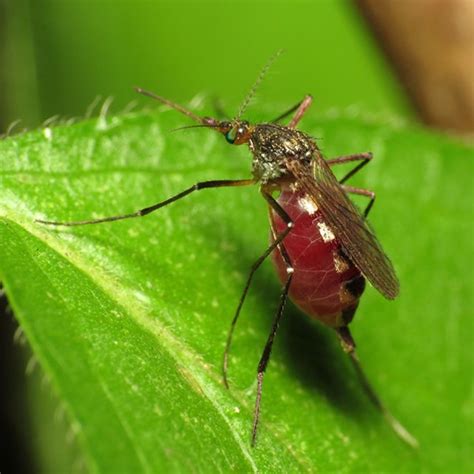 5 More Potential Zika Virus Cases Discovered In Bexar County San Antonio San Antonio Current
