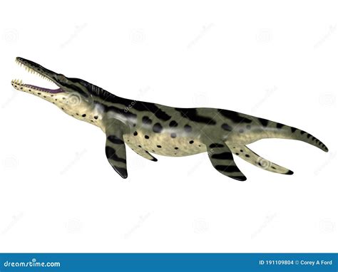 Kronosaurus Was A Marine Reptile That Lived In The Ocean During The