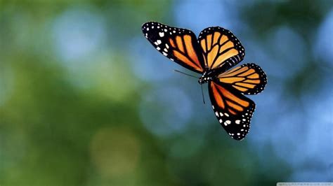 Flying Butterfly Animal Fly Insect Life Hd Wallpaper Animals