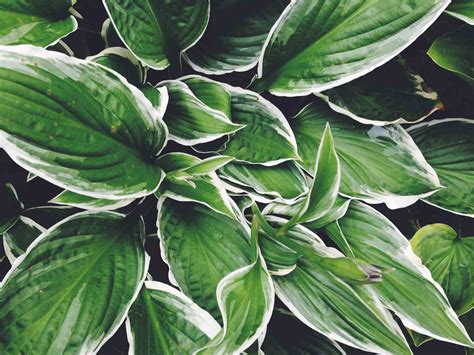 Which Hostas Can Grow In The Sun