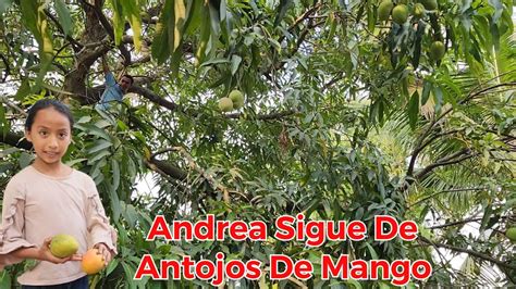 Andrea Tiene Antojos De Mangos No Esta Fredy Pa Conseguirlos Youtube