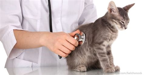 The normal respiratory rate for children varies by age. Normal Cat Vital Signs