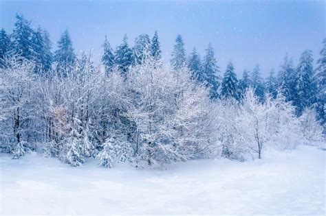 Winter Forest Deep Snow And Snowy Trees Under Blue Sky Stock Image
