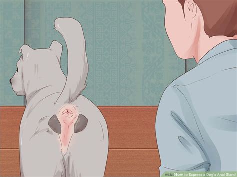 How To Express A Dogs Anal Gland With Pictures Album On Imgur