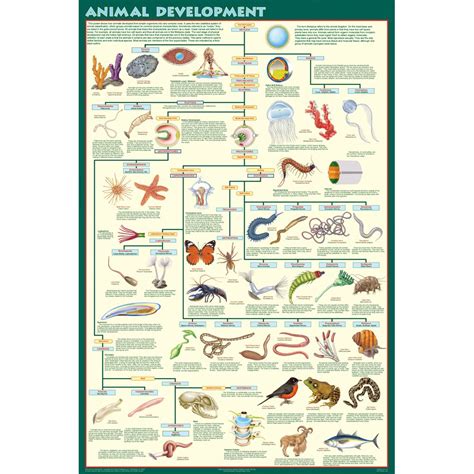 Animal Classification Chart Pictures to Pin on Pinterest - PinsDaddy
