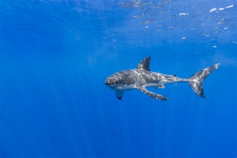 Blue Underwater Shark Animals Wallpapers Hd Desktop And Mobile