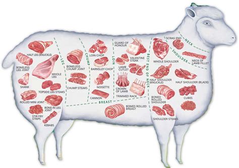 Lamb Meat Cuts Chart