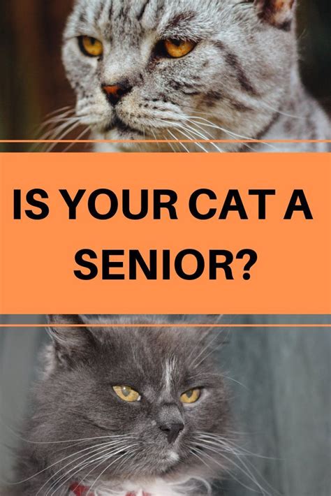 Is Your Cat A Senior In 2020 Senior Cat Care Cat Care Cats