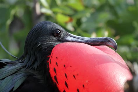 Male Great Frigatebird Fregata Minor Male Great Frigateb Flickr