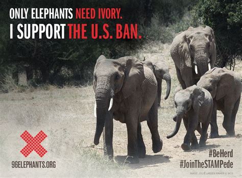 Help Save Elephants Do It Now Elephant Elephant