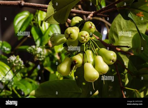Watery Rose Apples Hi Res Stock Photography And Images Alamy