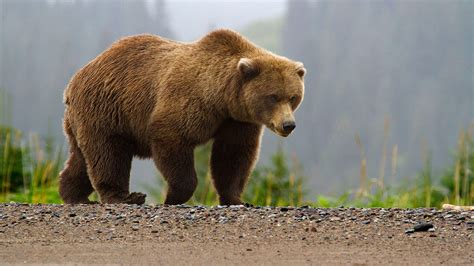 Groups Challenge Us Plan To Lift Grizzly Bear Protections