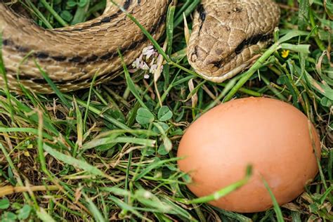 What Do Snake Eggs Look Like Facts And Faqs With Pictures Pet Keen